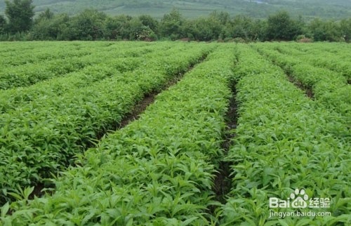 中药材的重茬根腐：是什么原因，应怎样预防