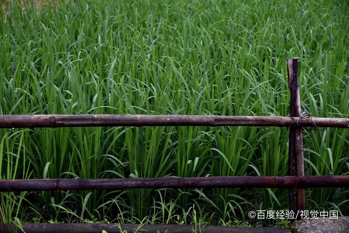 三环唑的作用及使用注意事项