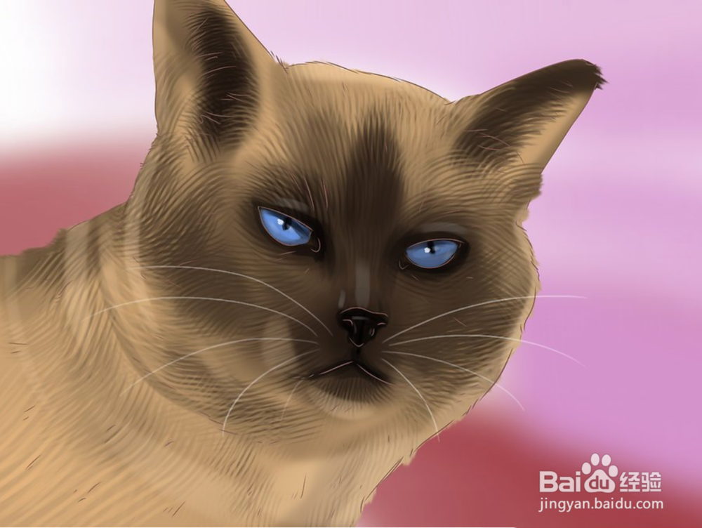 如何快速识别暹罗猫三步（图文）