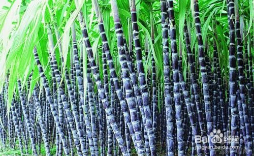 哪几种食物一定不能空腹吃