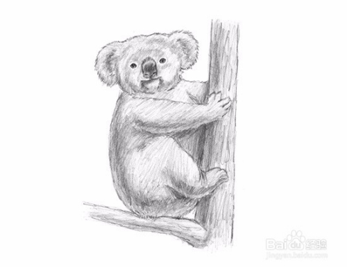 如何绘制考拉——加菲的吃货生活