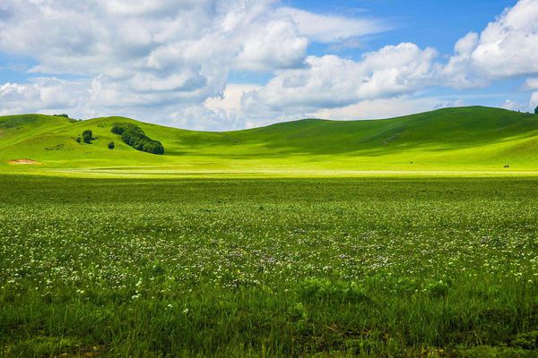 描写草原的作品