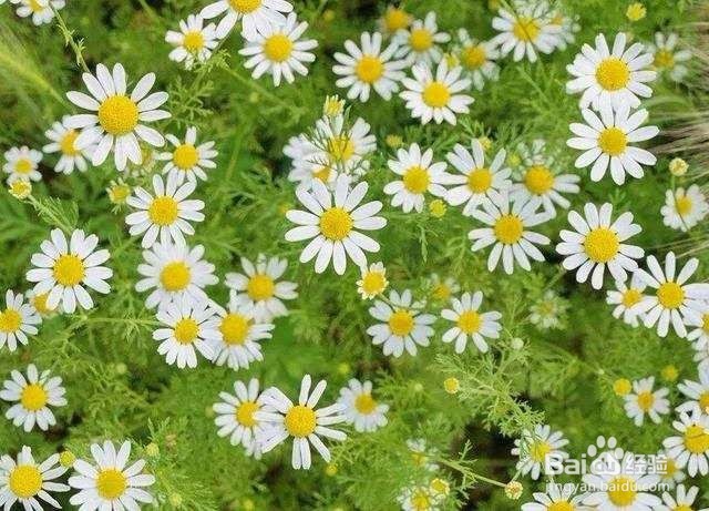 失眠焦虑睡不好,养几盆花就能够改善了!