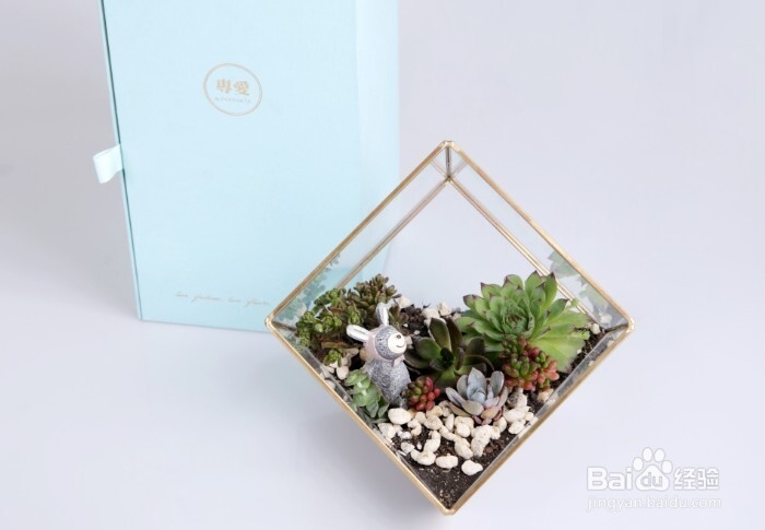多肉植物冬季怎样养护