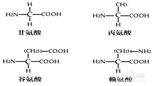 生命的活动的主要承担者——蛋白质