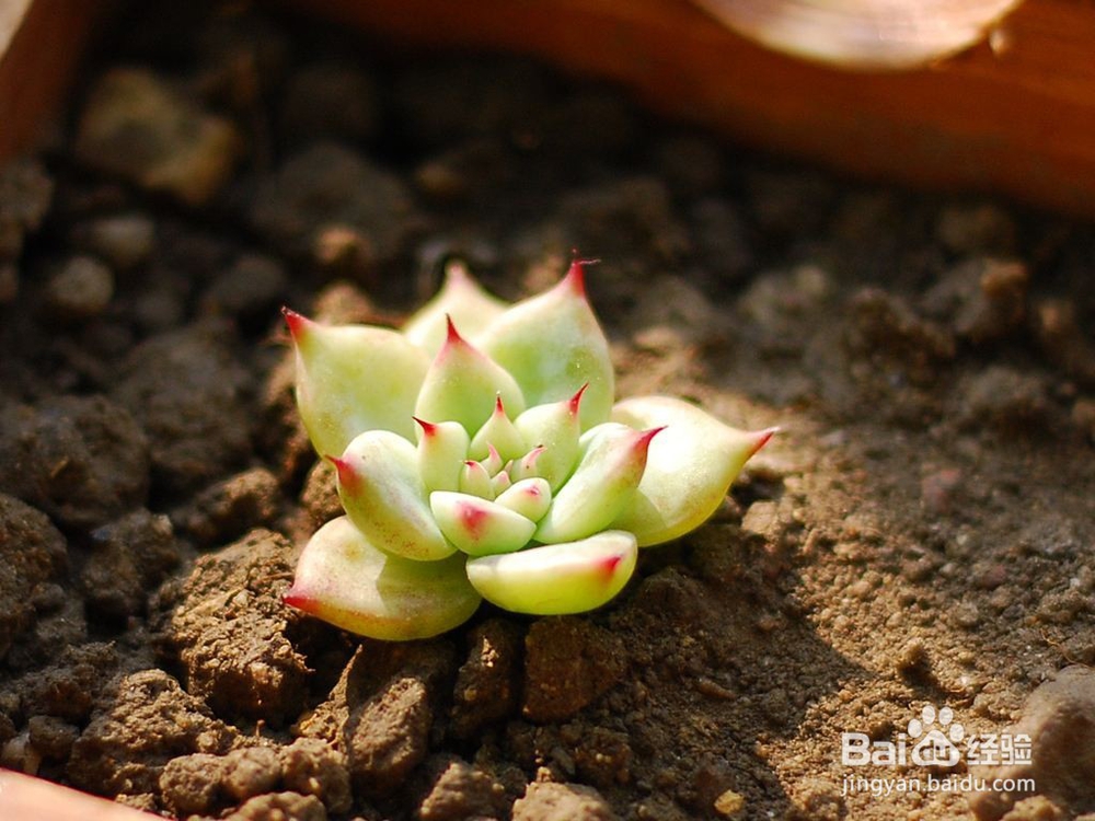 多肉要怎么养才比较不容易死？