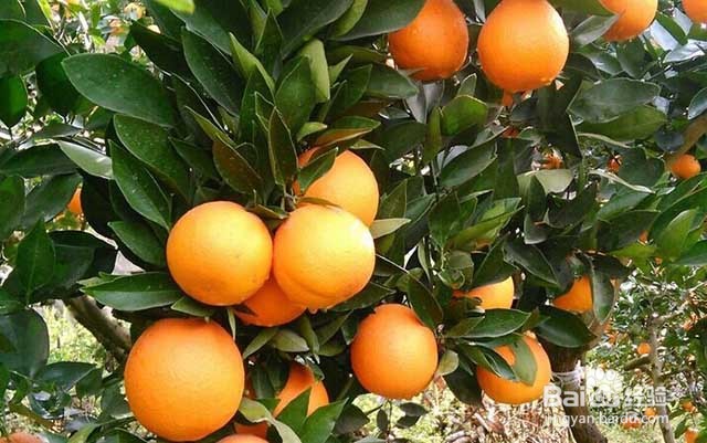 橙子膨果增甜用什么叶面肥？橙子的管理要点