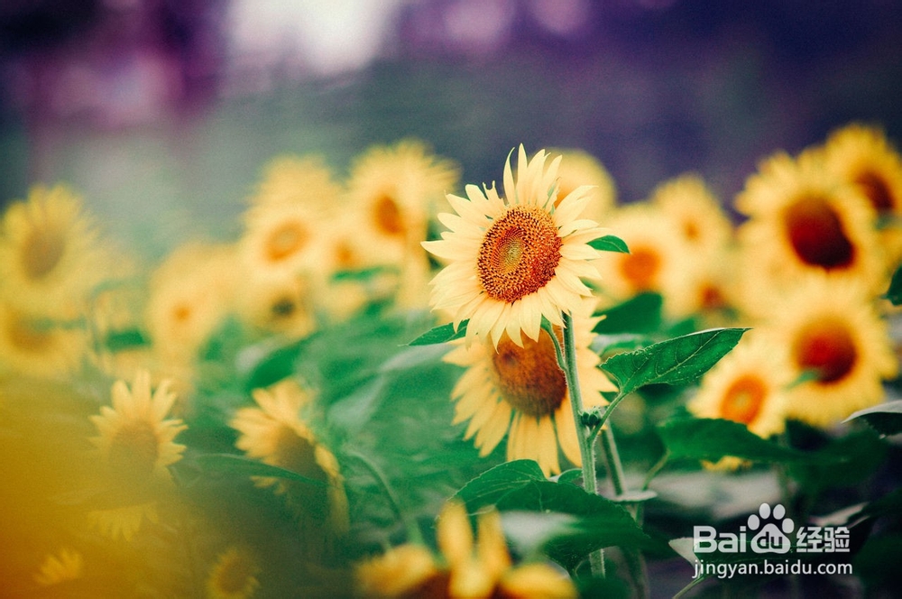 圣诞剁手特辑 | 去日本收获不止购物的惊喜