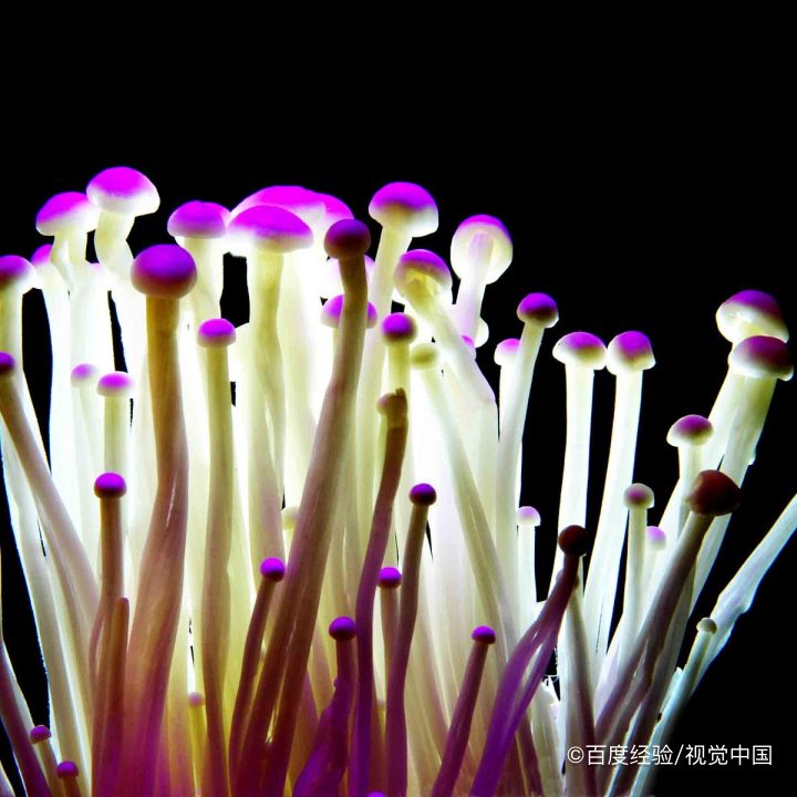 怀孕期间能不能吃白蘑菇？