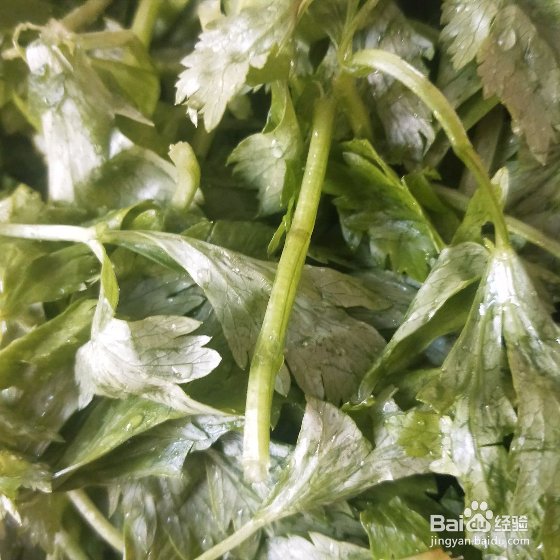可以刮油的芹菜这样吃的做法