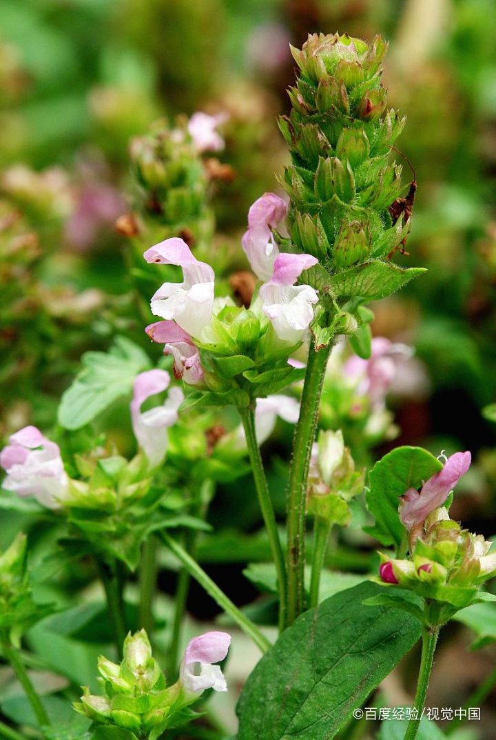 夏枯草猪肉汤怎么做