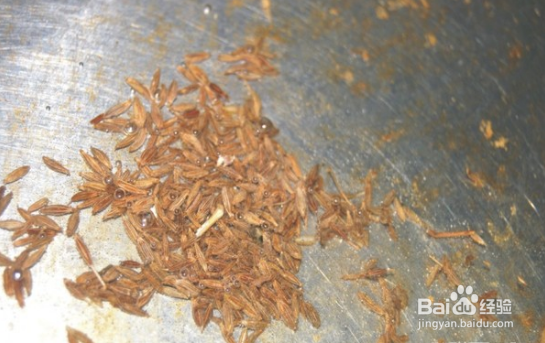 五香孜然香酥小黄豆