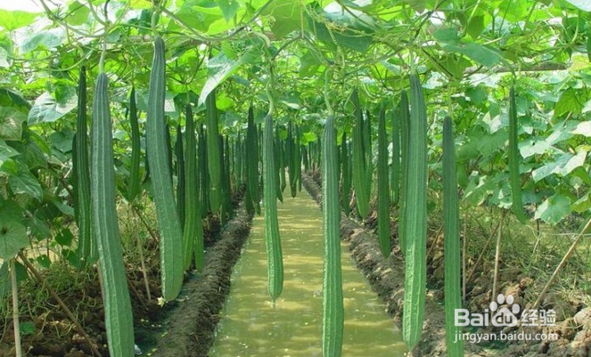 拍婚纱照时怎么避免做熊猫新娘