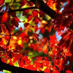 提高记忆力的几个小技巧