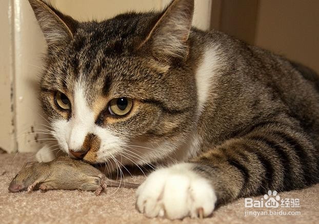 怎样治疗肠易激综合征