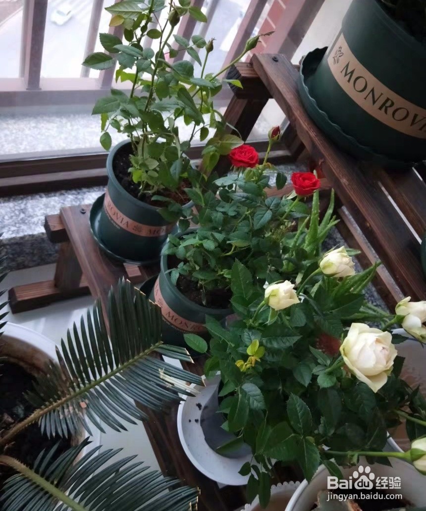 情人节玫瑰花盆栽要这样养