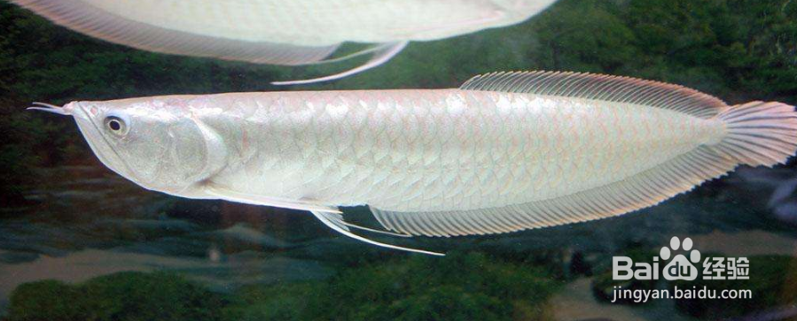 如何养好银龙鱼？