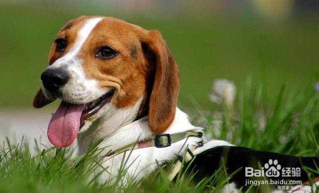 十大新手最好养的中型犬