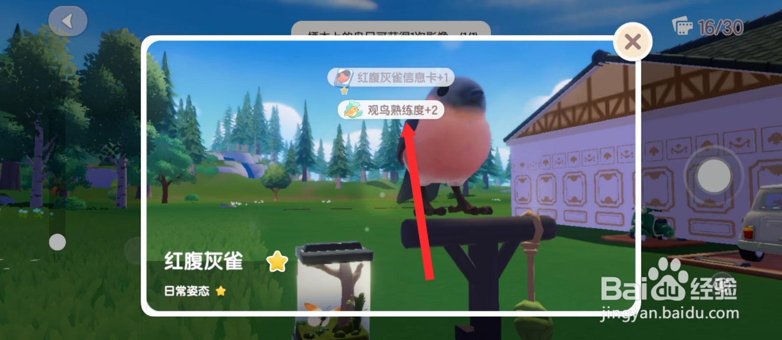 心动小镇如何给栖木上的鸟拍照