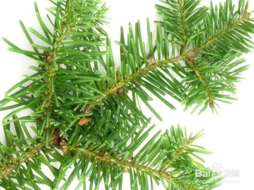 冷杉和云杉有什么区别?