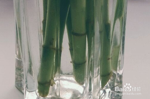 富贵竹养殖方法注意事项