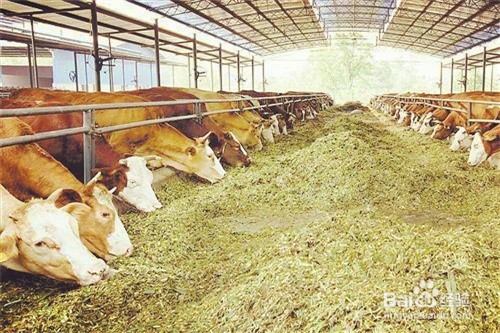 金门2018怎么养殖肉牛