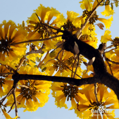 黄钟木的种植方法和注意事项