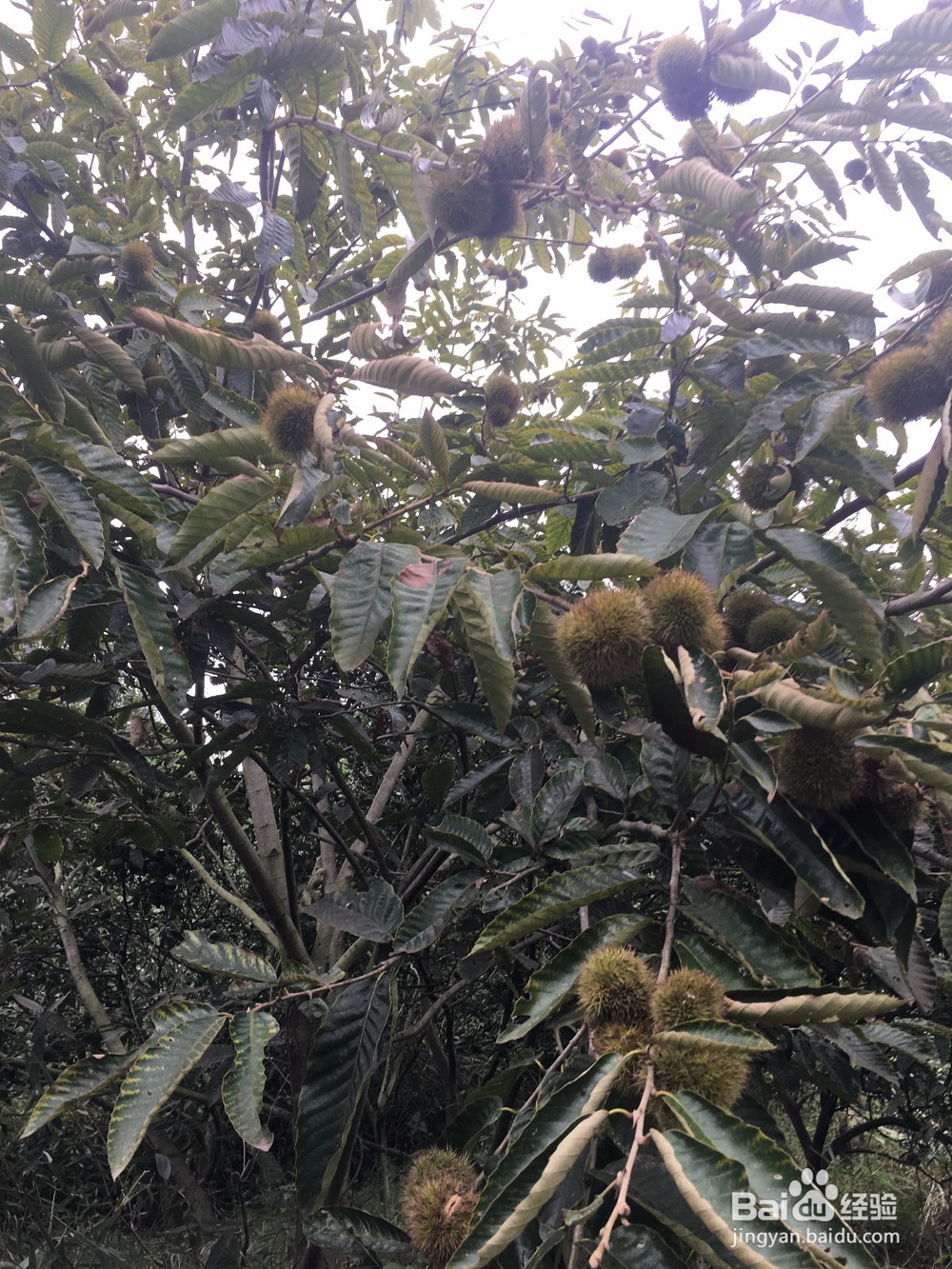 从树上摘板栗的方法