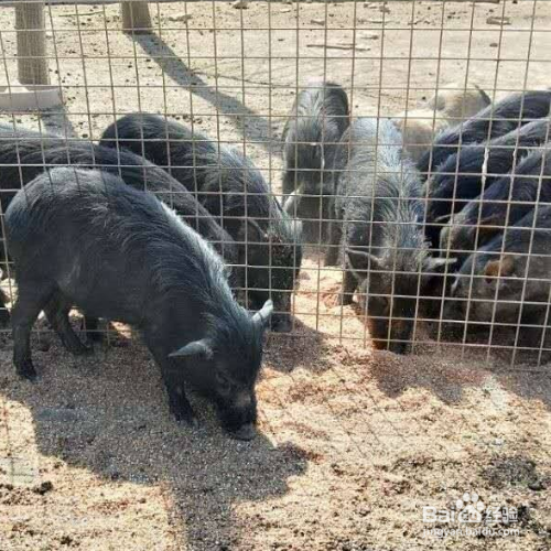 猪漏肠最简单的办法