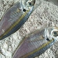 如何制作美味的五香煎鱼