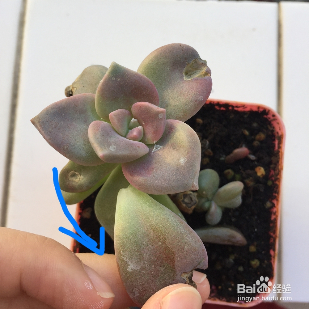 多肉被鸟啄了之后怎么处理