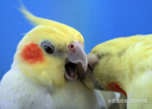 珍珠玄鳳怎麼分公母最準確