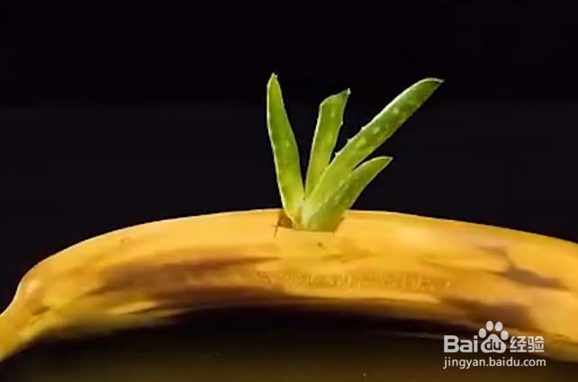 教你几个聪明小技巧,学会就不怕买不起芦荟胶啦