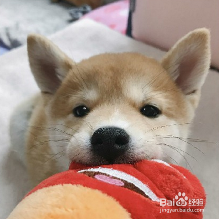 原来这种行为不是幼稚!研究表明,爱和狗狗说话