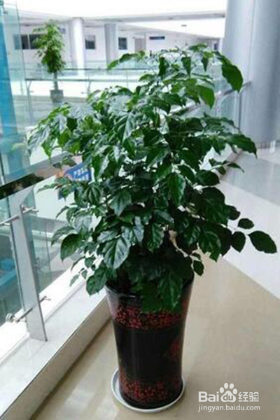 富貴樹 PT10富貴樹－白鶴戲林| 蘭藝世界花苑