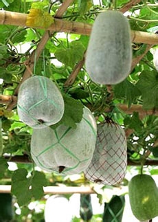 如何减掉肚子上的赘肉