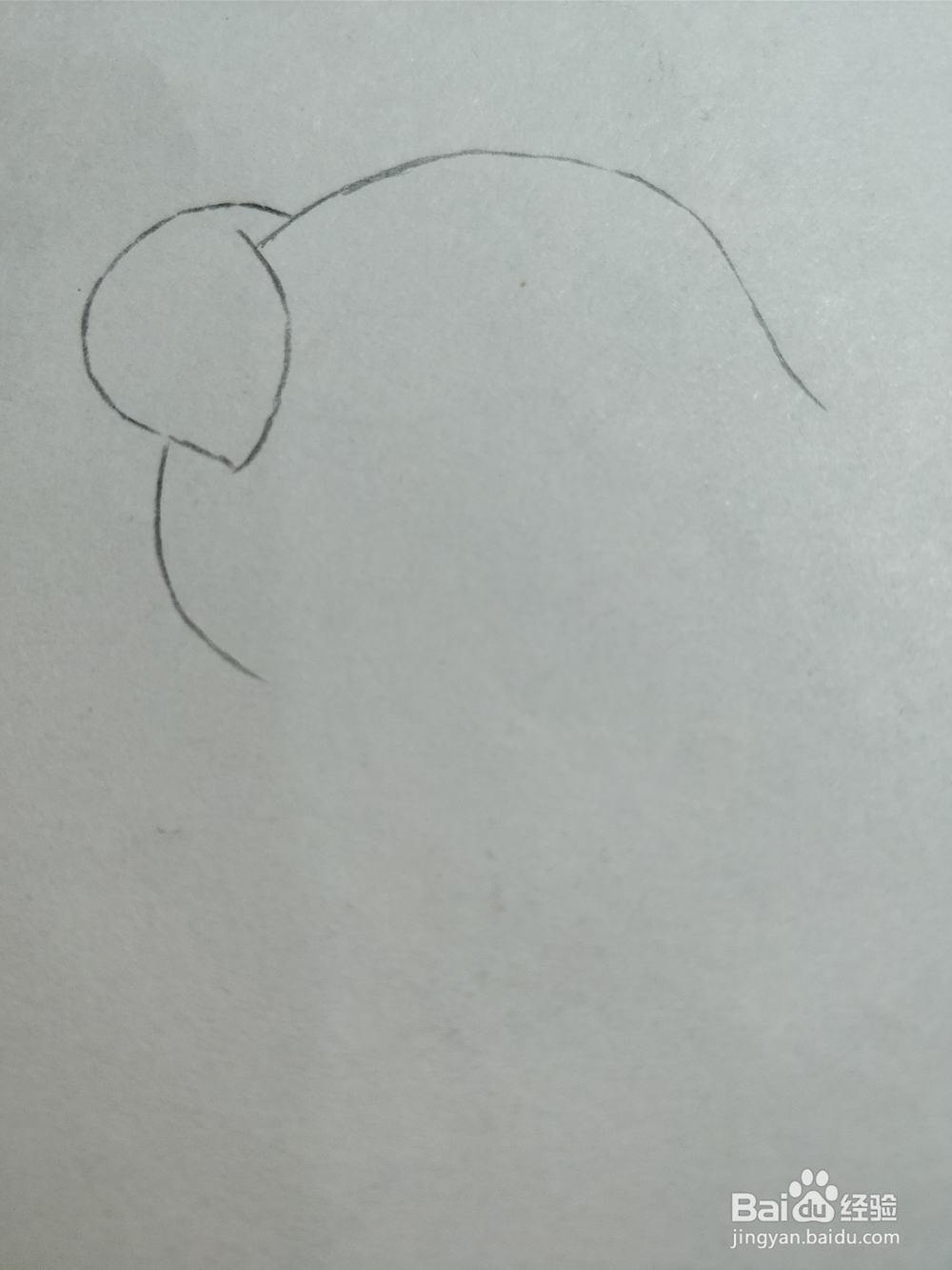 怎么画简笔画小猪