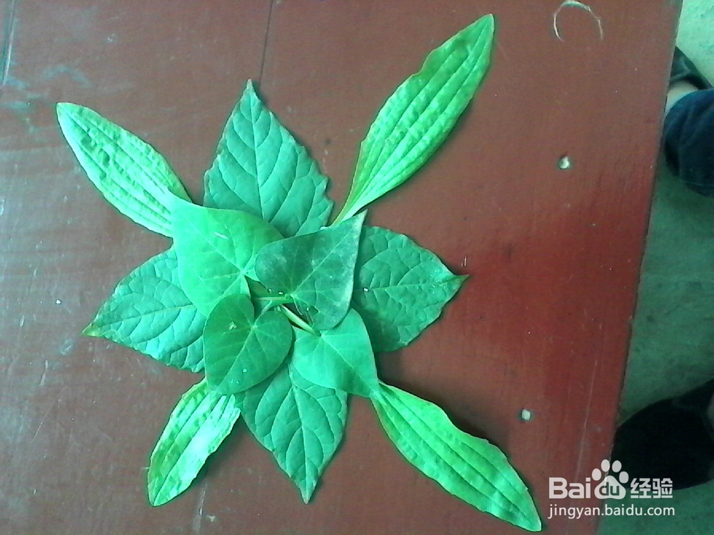 折纸剪贴画：[7]花花世界