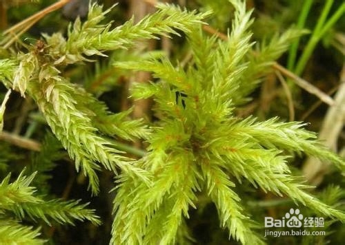 苔藓发霉怎么办