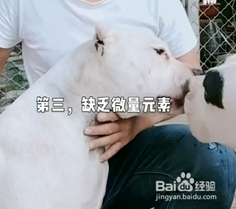 狗狗为什么吃便便？
