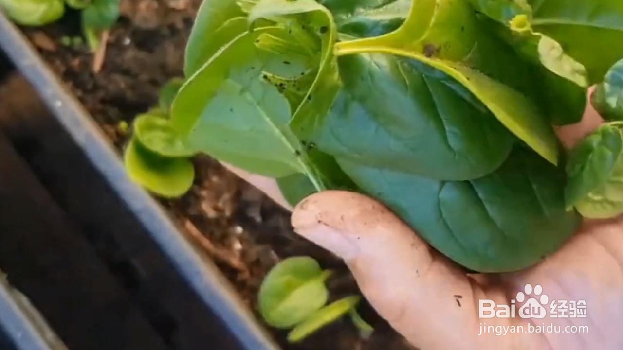 菠菜的种植方法和时间