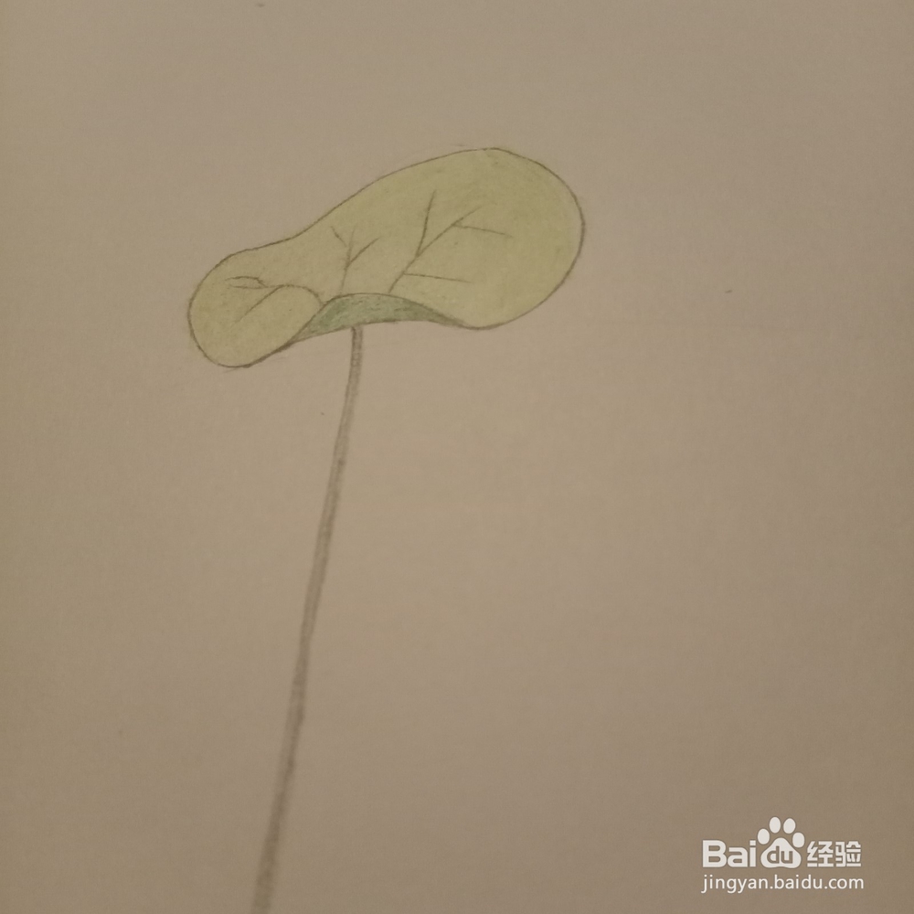 简单随笔画荷叶