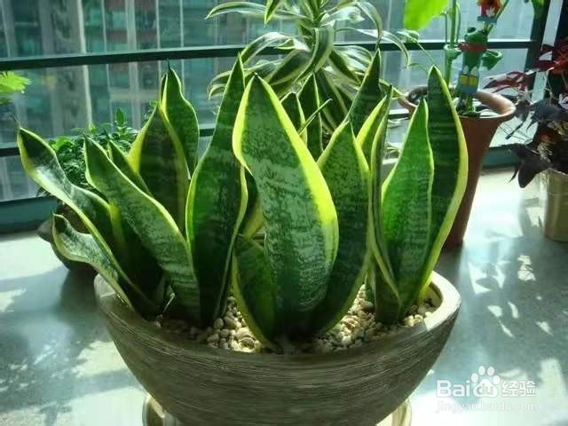 虎皮兰生长旺盛的小技巧，这样养轻松又有效