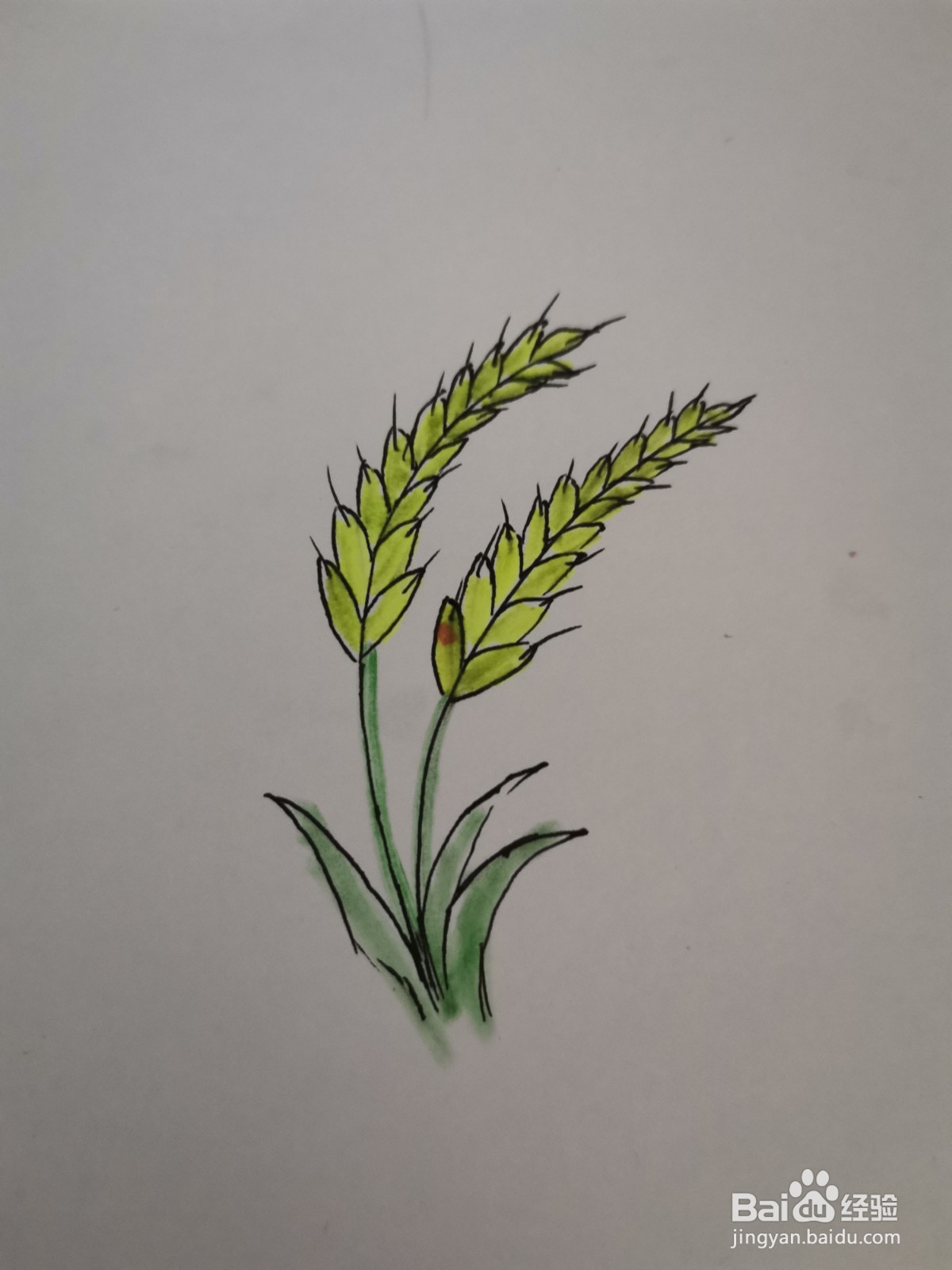 稻穗手工制作粘贴画,水稻手工制作粘贴画,稻穗粘贴画_大山谷图库