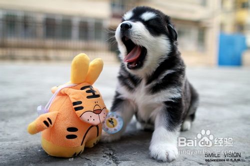 教你训练宠物狗作揖的方法