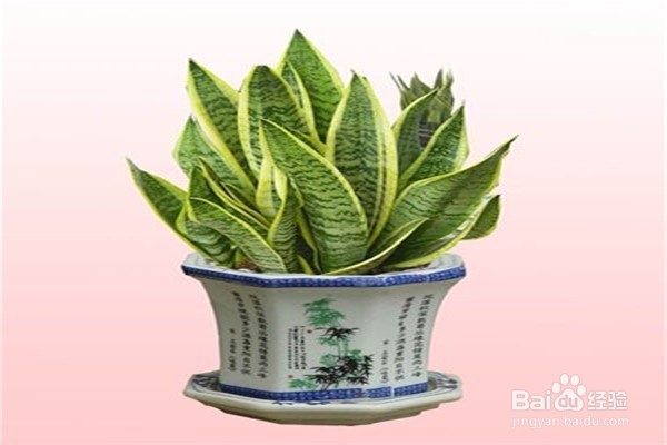 虎皮兰应该怎么养？