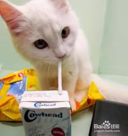 猫咪奶粉真的比牛奶好吗?实验测评