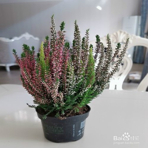 教你养殖艾莉卡