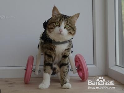 怎么紧急处理猫受伤