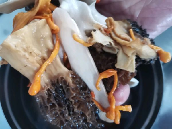 羊肚菌海参乌鸡汤